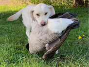 A retriever brings in a big bird during the early resident Canada goose hunting season