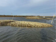 The Pasture Point oyster reef at the James Farm Ecological Preserve in Ocean View