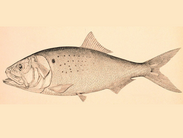 Marine Fisheries