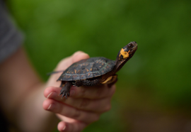 Bog turtle