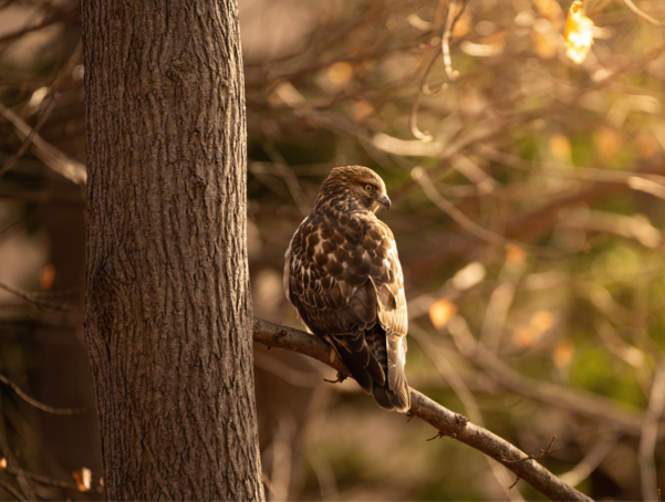 Red shouldered hawk