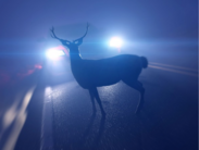Deer collison