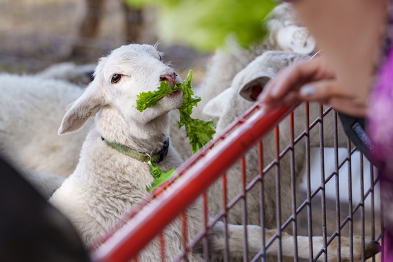 Green Meadows Petting Farm