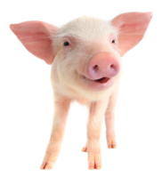 Pig