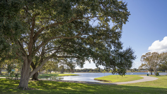 Crest Lake Park, trees in a park with boardwalk in the background