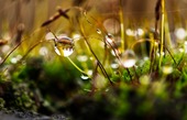 Lawn watering