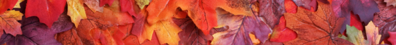 fall leaves
