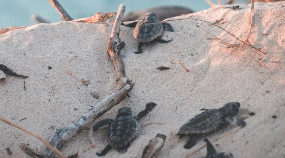 baby sea turtle hatched on beach walking toward ocean waves