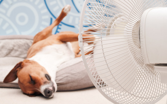 dog sleeping under a fan
