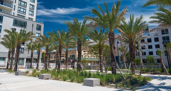 Civic Gateway Palm Trees