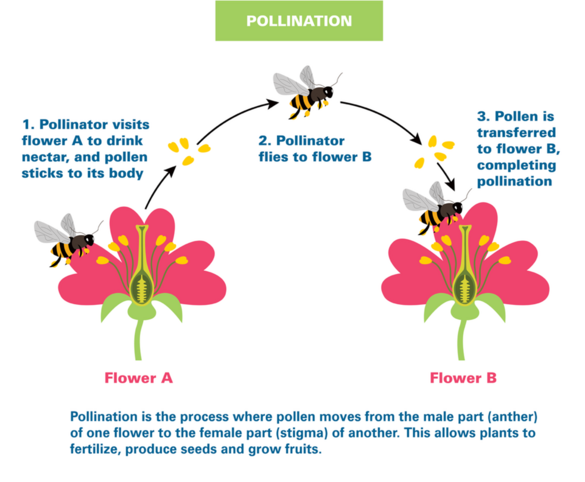 Pollination_2025