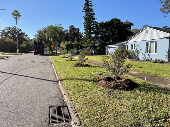Picture of Clearwater street with 4 newly planted trees