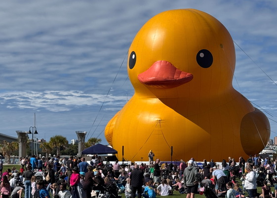 mama duck