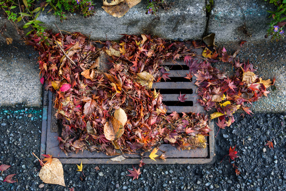 Storm drain Leaves