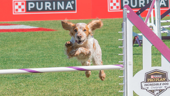 Incredible Dog Challenge