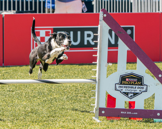 Purina Photo 2