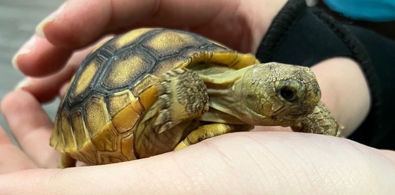 Rescued Baby Tortoise in Hands