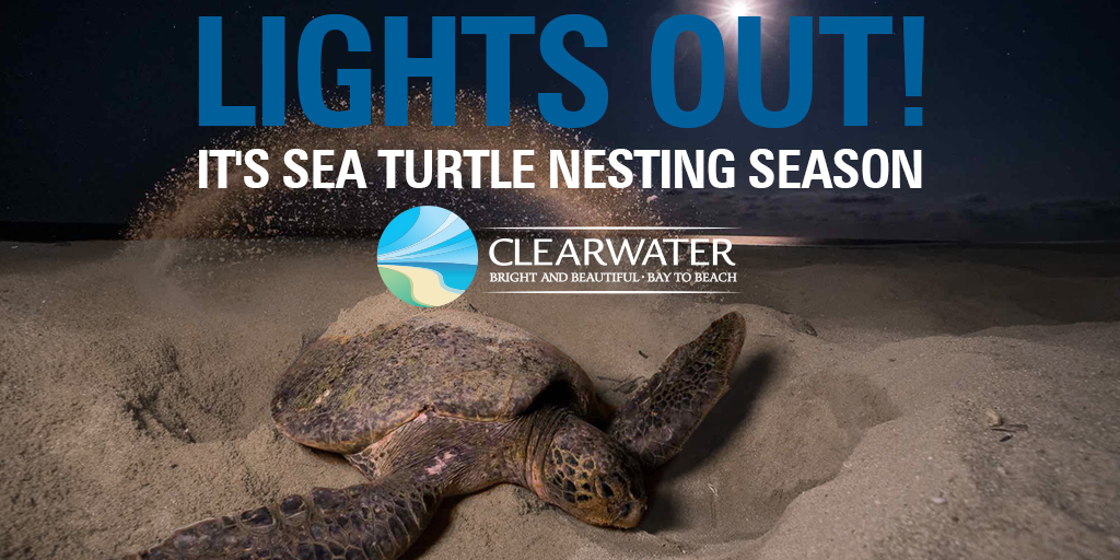 Image of sea turtle with sand above him 