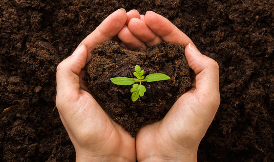 Soil with small plant