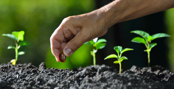 Image of hand planting a seed