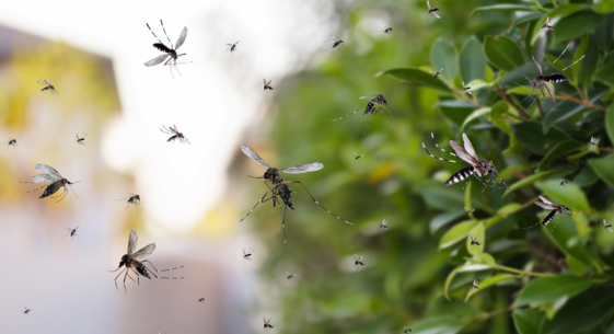 Image of mosquitoes