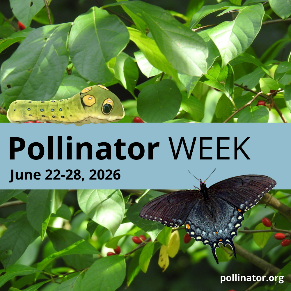 Pollinator Week