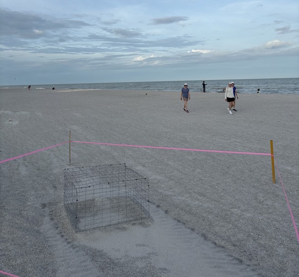 Clearwater beach with sea turtle nest