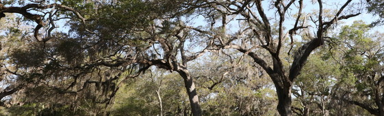 trees in park in Clearwater