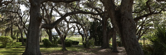 trees in clearwater