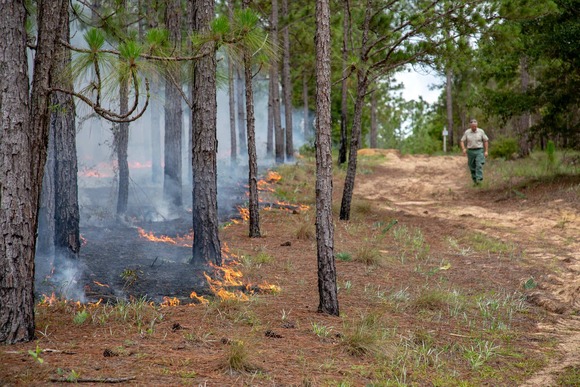 Prescribed fire at Florida State Forest