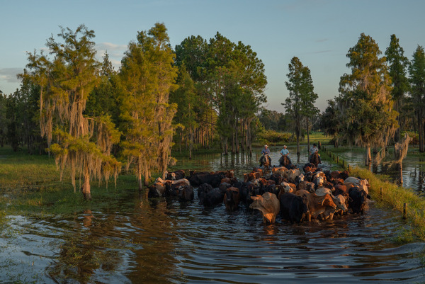 Commissioner Wilton Simpson Announces State Approval to Preserve Over ...