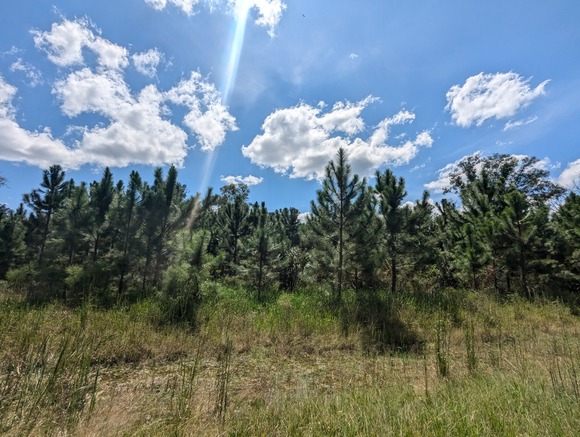 The Flatwoods, Levy County, Florida