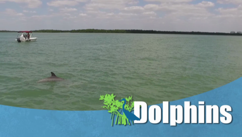Dolphins PSA