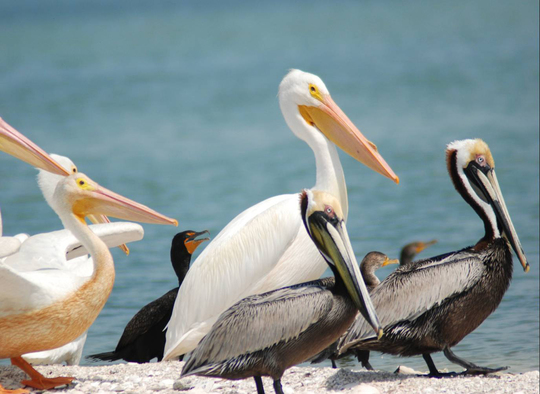 White and Brown Pelicans