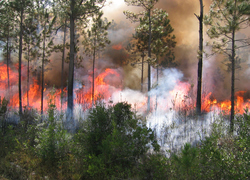 Prescribed Fire