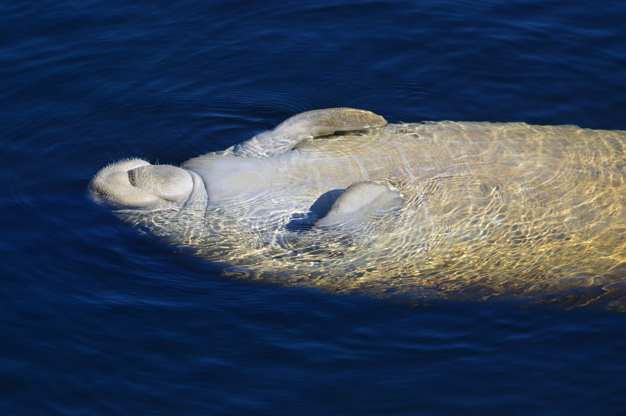 Wakulla Springs State Park