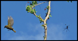 Ovenbird Caught in Spiderweb