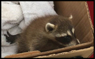 A baby raccoon