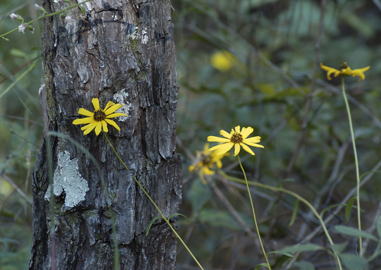 Three Rivers State Park