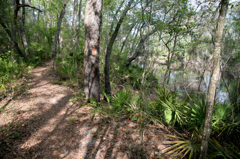 Florida National Scenic Trail near White Springs by Doug Alderson