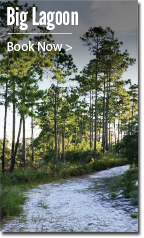 Click here to reserve a campsite at Big Lagoon. Image: Pine trees line a sandy trail. 