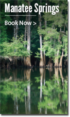 Click here to reserve a campsite at Manatee Springs. Image: Cypresses on the shore reflected in calm water. 