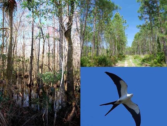 19,225-Acre Conservation Easement Added to Lower Suwannee National Refuge and Big Bend Coast