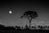 Moon over Myakka