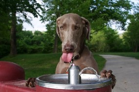 dog at waterfountain