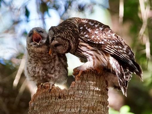 Baby Barred Owlet