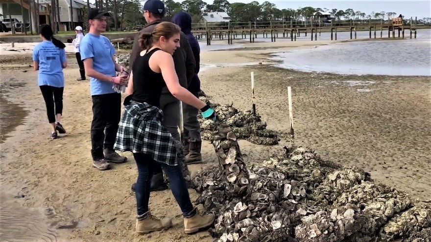 Oyster Corps building oyster shell reef on St George Island