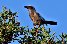 Scrub-jay