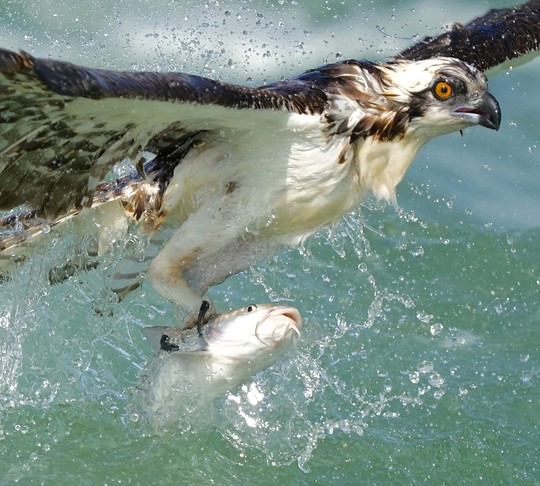 Wei-Shen Chin’s photo titled “Osprey Fresh Catch” was taken at Sebastian Inlet State Park.