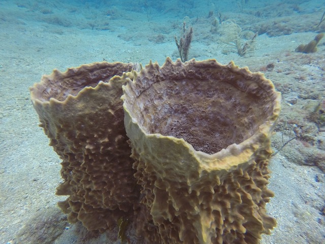 Coral